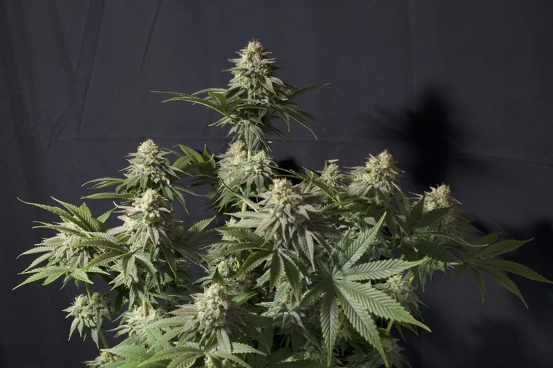 Orange Sherbet van Fast Buds
