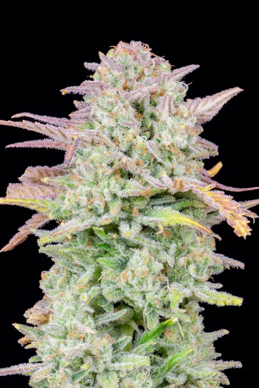 Trainwreck van Fast Buds