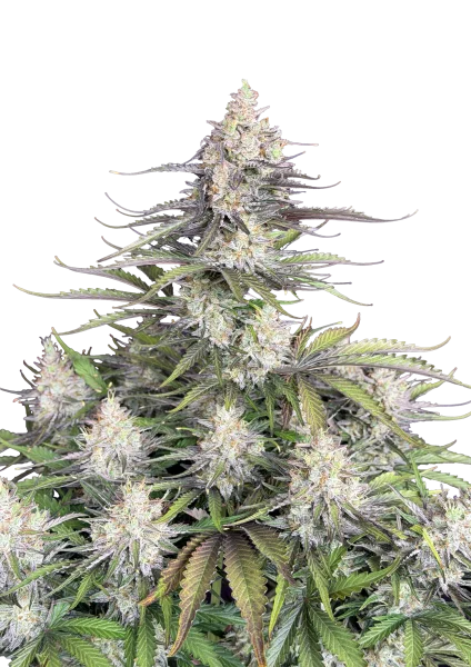 Trainwreck van Fast Buds