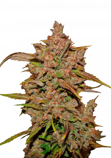Crystal METH van Fast Buds