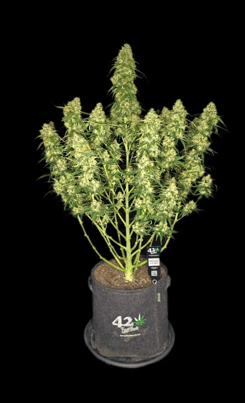 Sour Jealousy van Fast Buds