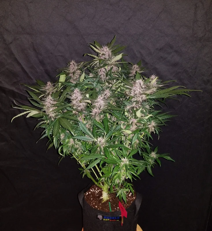 C4 van Fast Buds