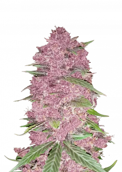 Purple Lemonade van Fast Buds