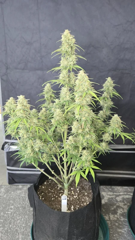 Z-Up van Fast Buds