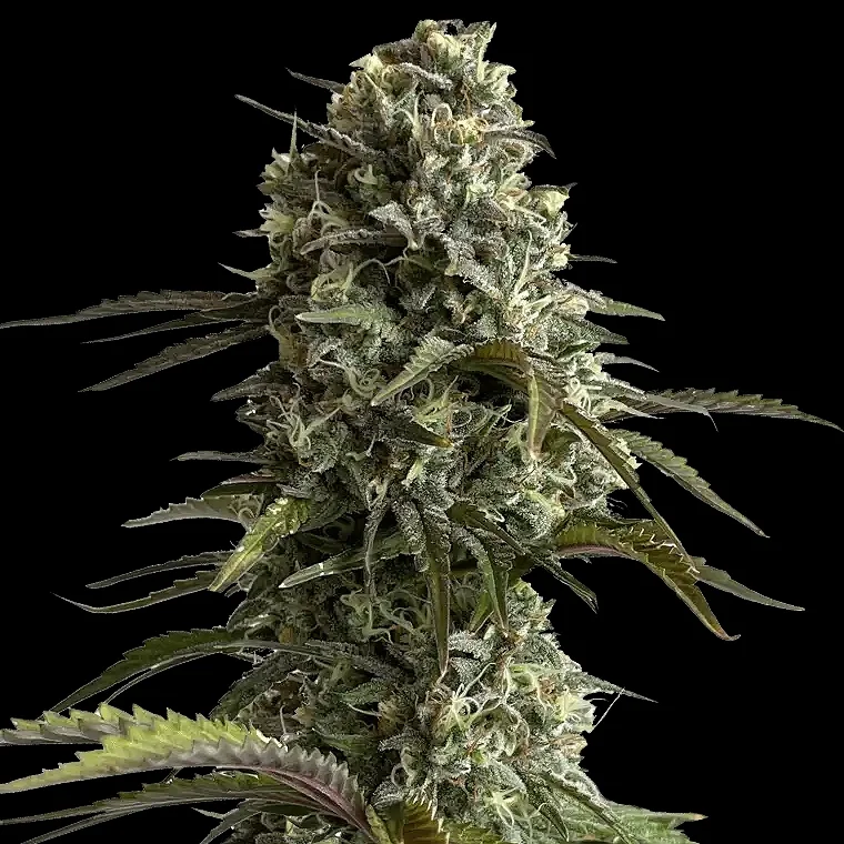 Original Skunk van Fast Buds