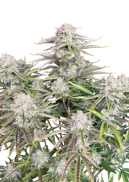 Cinderella van Fast Buds