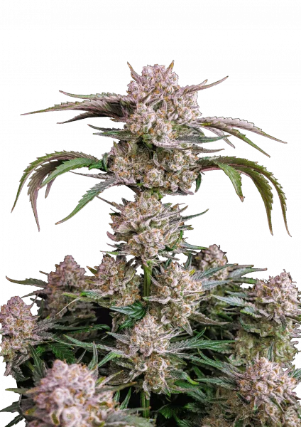 Strawberry Gorilla van Fast Buds