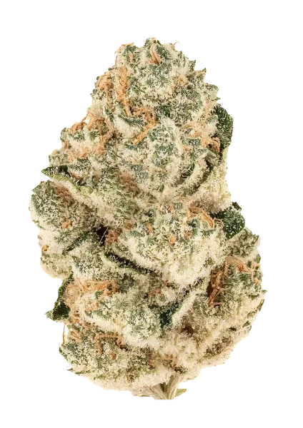 Gorilla Melon van Fast Buds