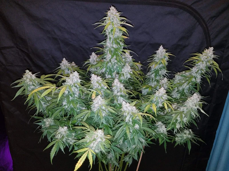 Six Shooter van Fast Buds