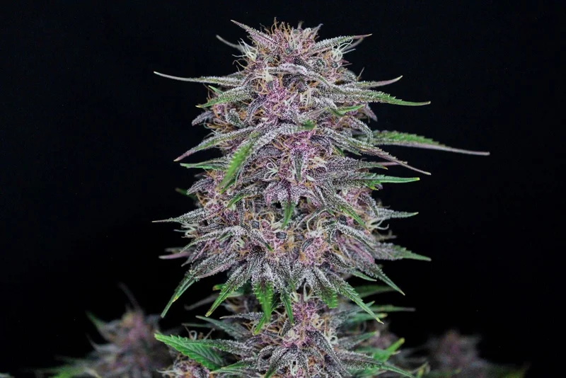 Banana Purple Punch van Fast Buds