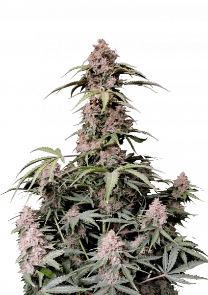 Amnesia Z van Fast Buds
