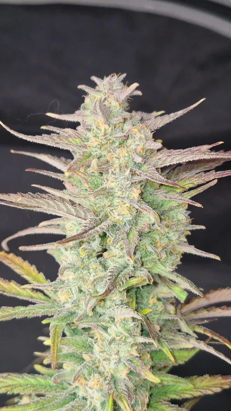 Z-Up van Fast Buds