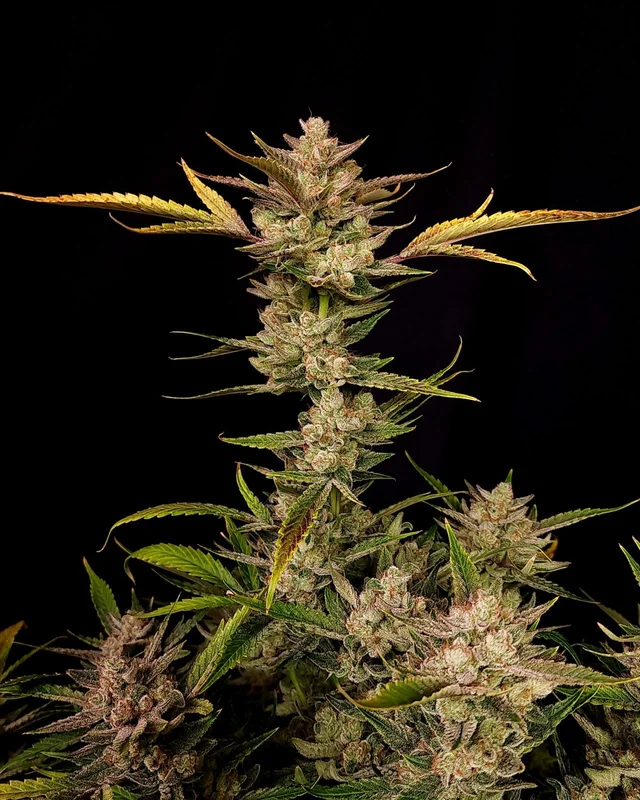 Ztrawberriez van Fast Buds
