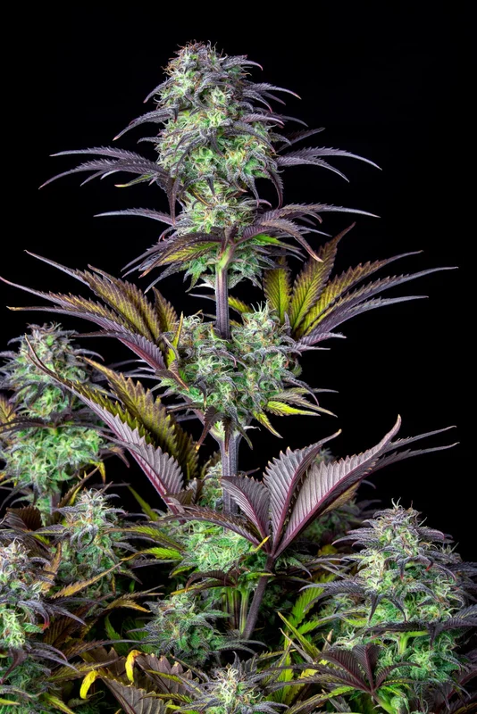 Blueberry van Fast Buds