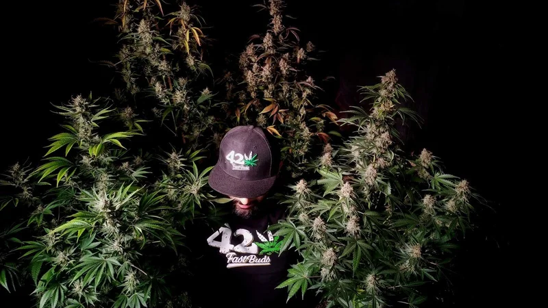 Mix Pack van Fast Buds