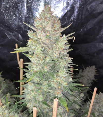 Original OG Kush van Fast Buds