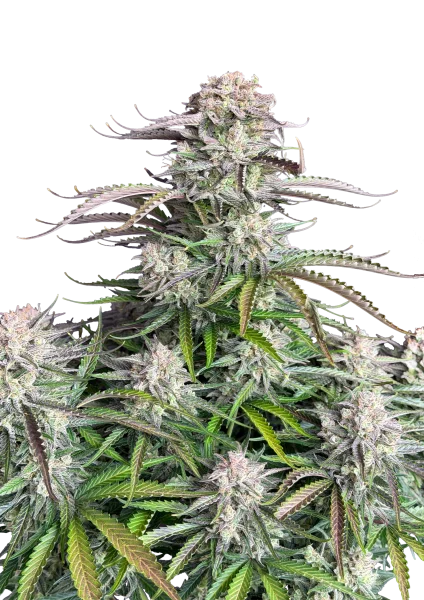 Blueberry van Fast Buds
