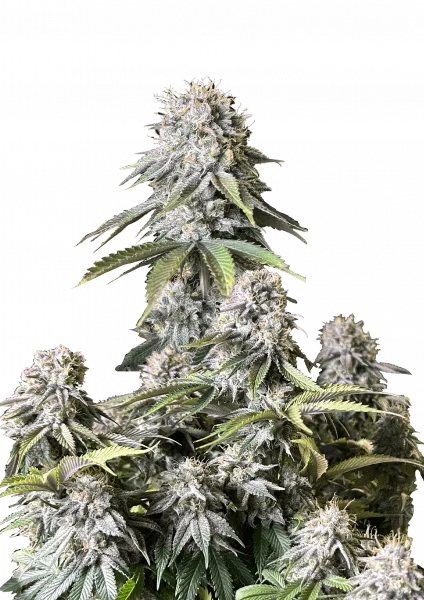 Orange Sherbet van Fast Buds