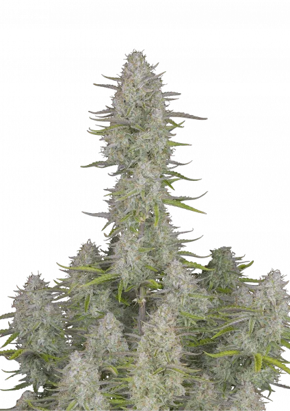 Wedding Cheesecake van Fast Buds