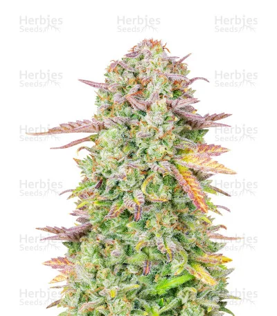 Original Trainwreck van Fast Buds