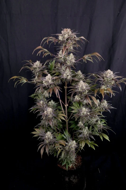 Frostbanger van Fast Buds