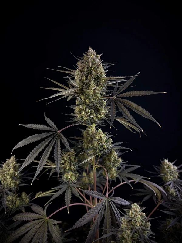 Pound Cake van Fast Buds