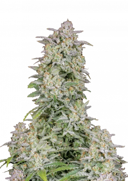 Forbidden Runtz van Fast Buds