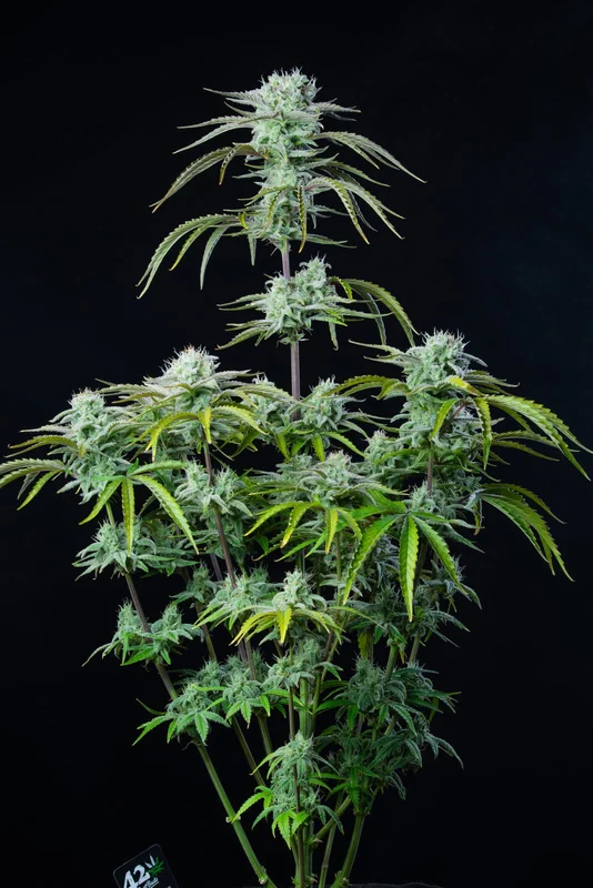 Strawberry Banana van Fast Buds