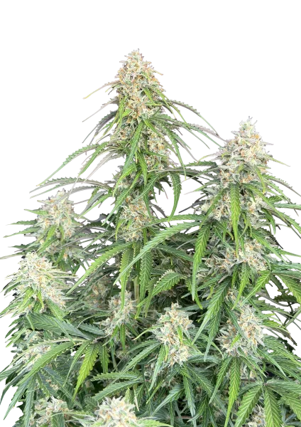Jack Herer van Fast Buds