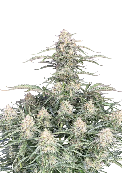 Northern Lights van Fast Buds