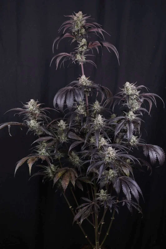 Strawberry Gorilla RF3 van Fast Buds