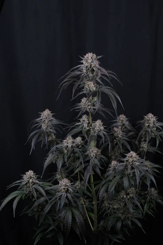 Mango Frost van Fast Buds