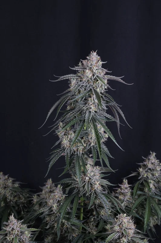 GMO van Fast Buds