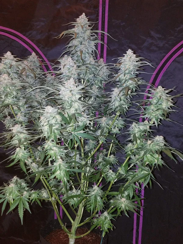 Pineapple Express van Fast Buds