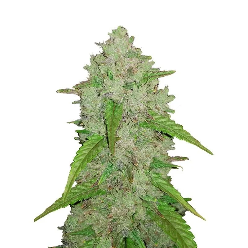 Original Amnesia Haze van Fast Buds