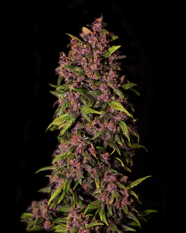 Crystal METH van Fast Buds
