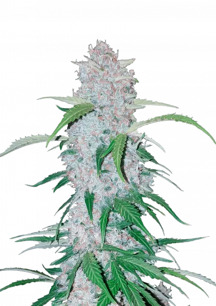 Six Shooter van Fast Buds