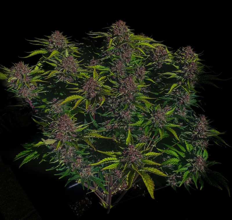 Purple Haze van Fast Buds
