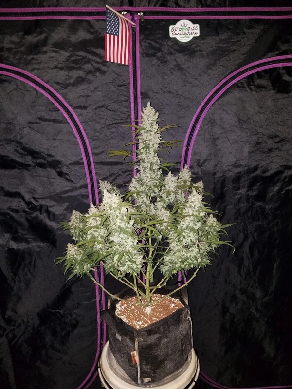 Girl Scout Cookies van Fast Buds