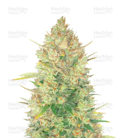 Original OG Kush van Fast Buds