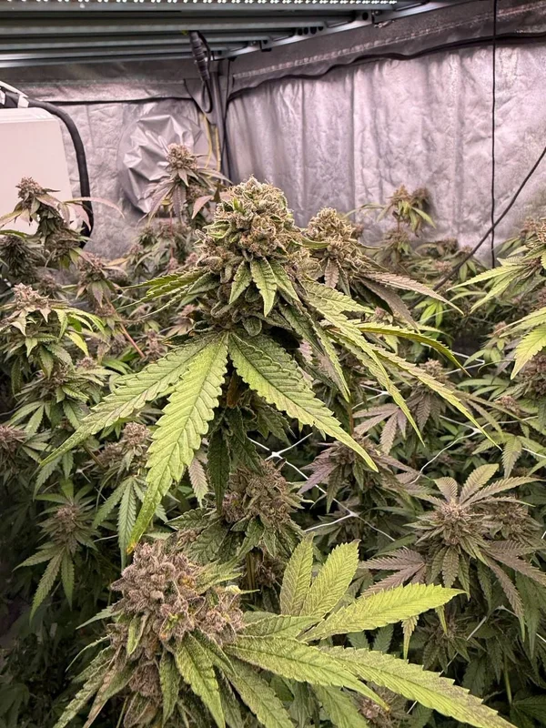 Biscotti Gelato van Fast Buds