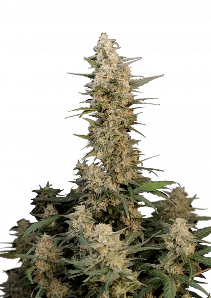 Critical van Fast Buds