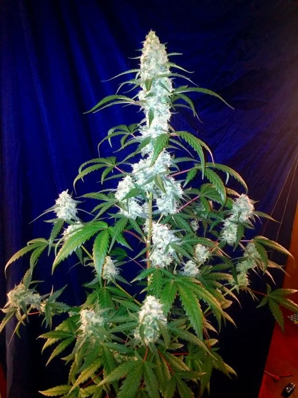 West Coast O.G. van Fast Buds