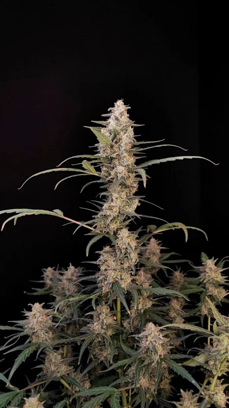 Critical van Fast Buds