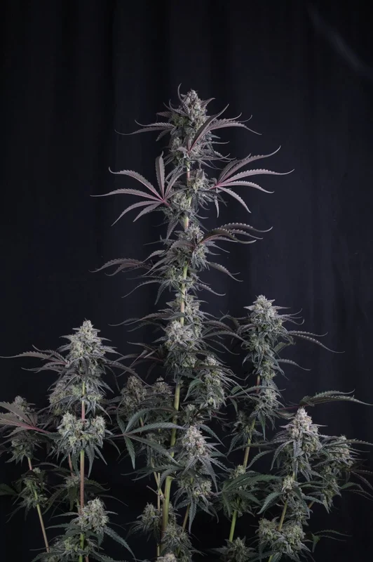 Pineapple OG van Fast Buds