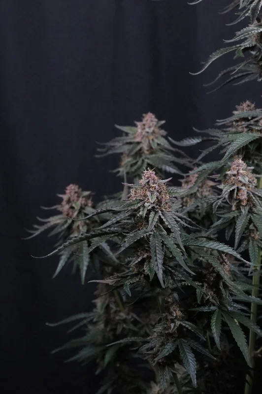 Mendo Cherry Cookies van Fast Buds
