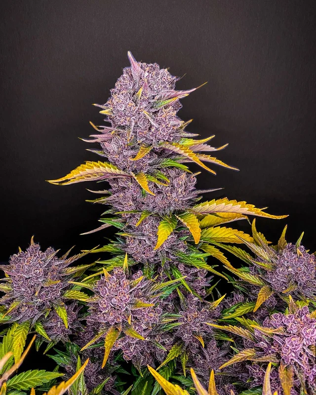 Purple Lemonade van Fast Buds