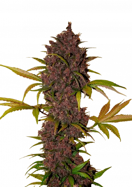 LSD-25 van Fast Buds