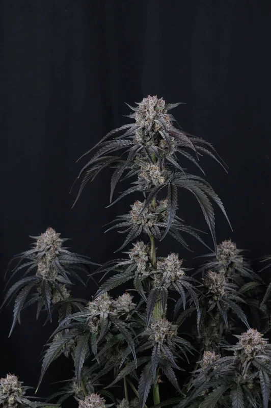 Mango Frost van Fast Buds