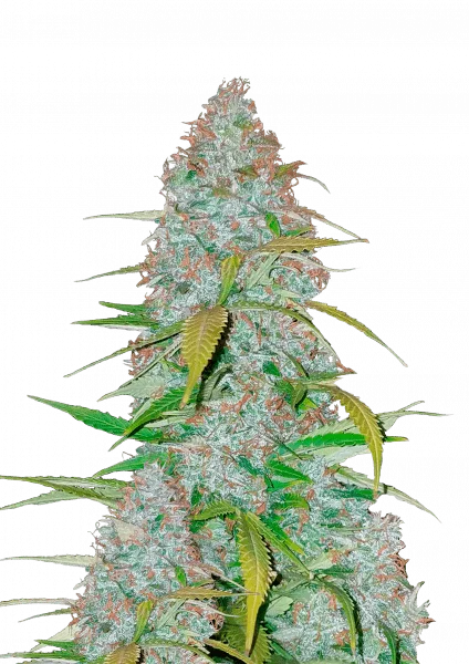 Californian Snow van Fast Buds
